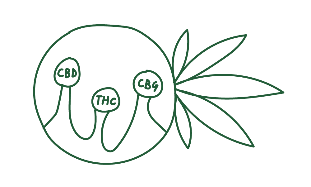 Cannabinoids 101