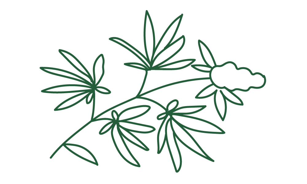 Hemp 101