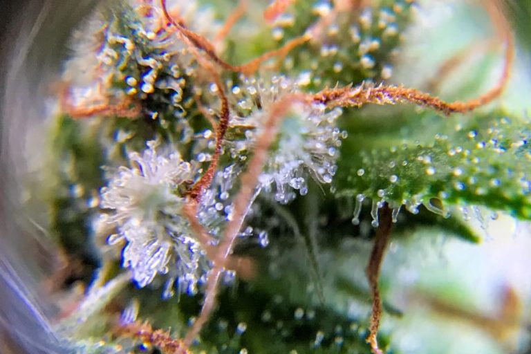 All About Cannabinoids